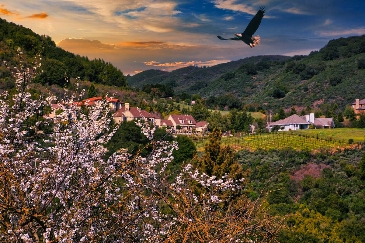 Spring blossom, vineyard rows and houses in the Cupertino foothills
