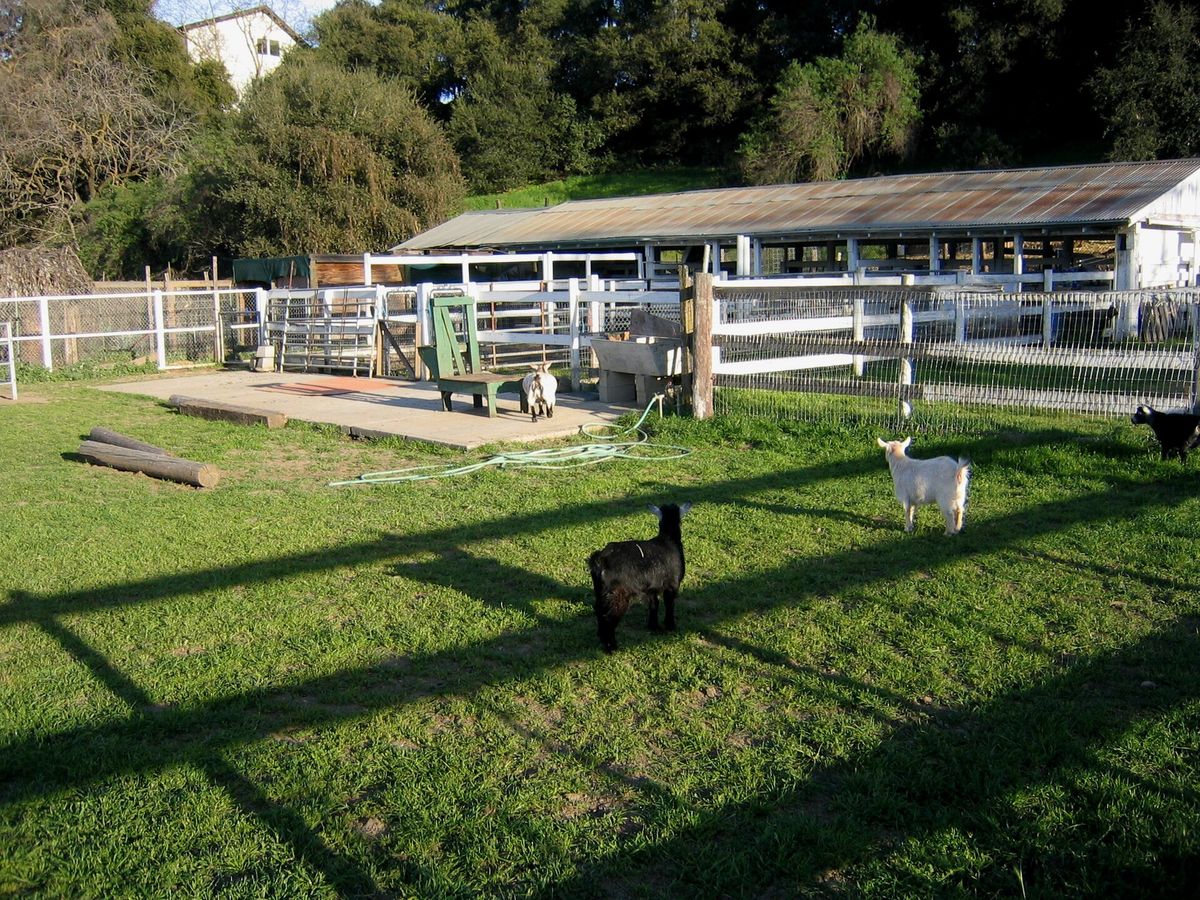 The working livestock barn at McClellan Ranch