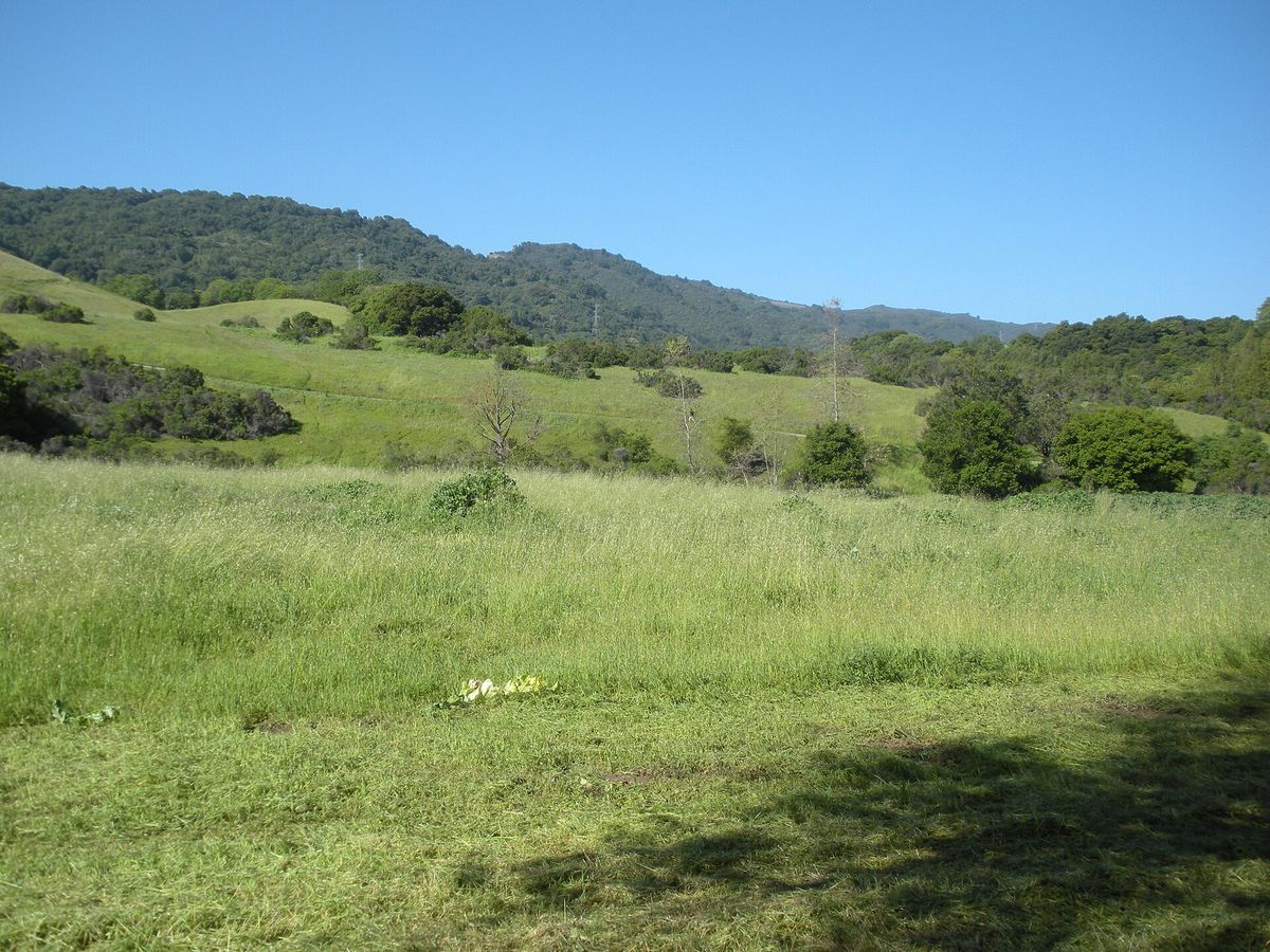 A meadow in Rancho San Antonio County Park