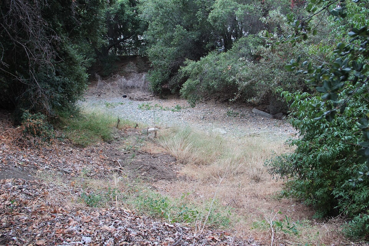The dry bed of Saratoga Creek between oaks and shrubs