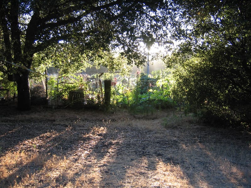 The community farm in Monta Vista