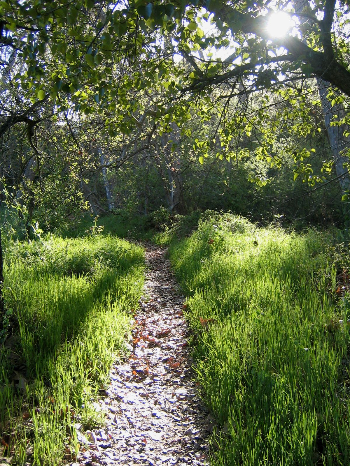 The trail along Stevens Creek to Blackberry Farm