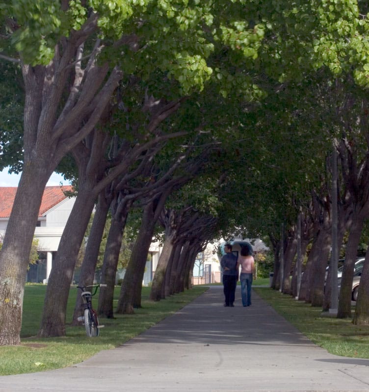 A tree-lined path through Memorial Park
