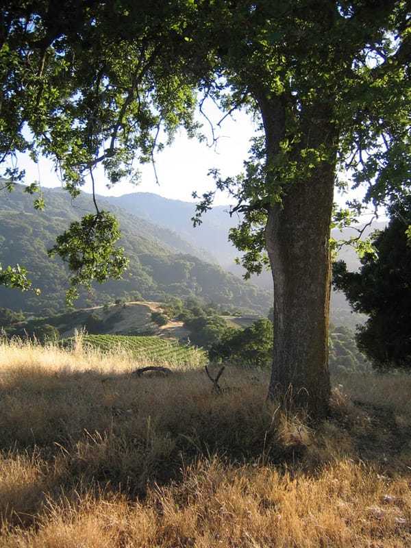 Vineyards in the hills around Fremont Older Open Space