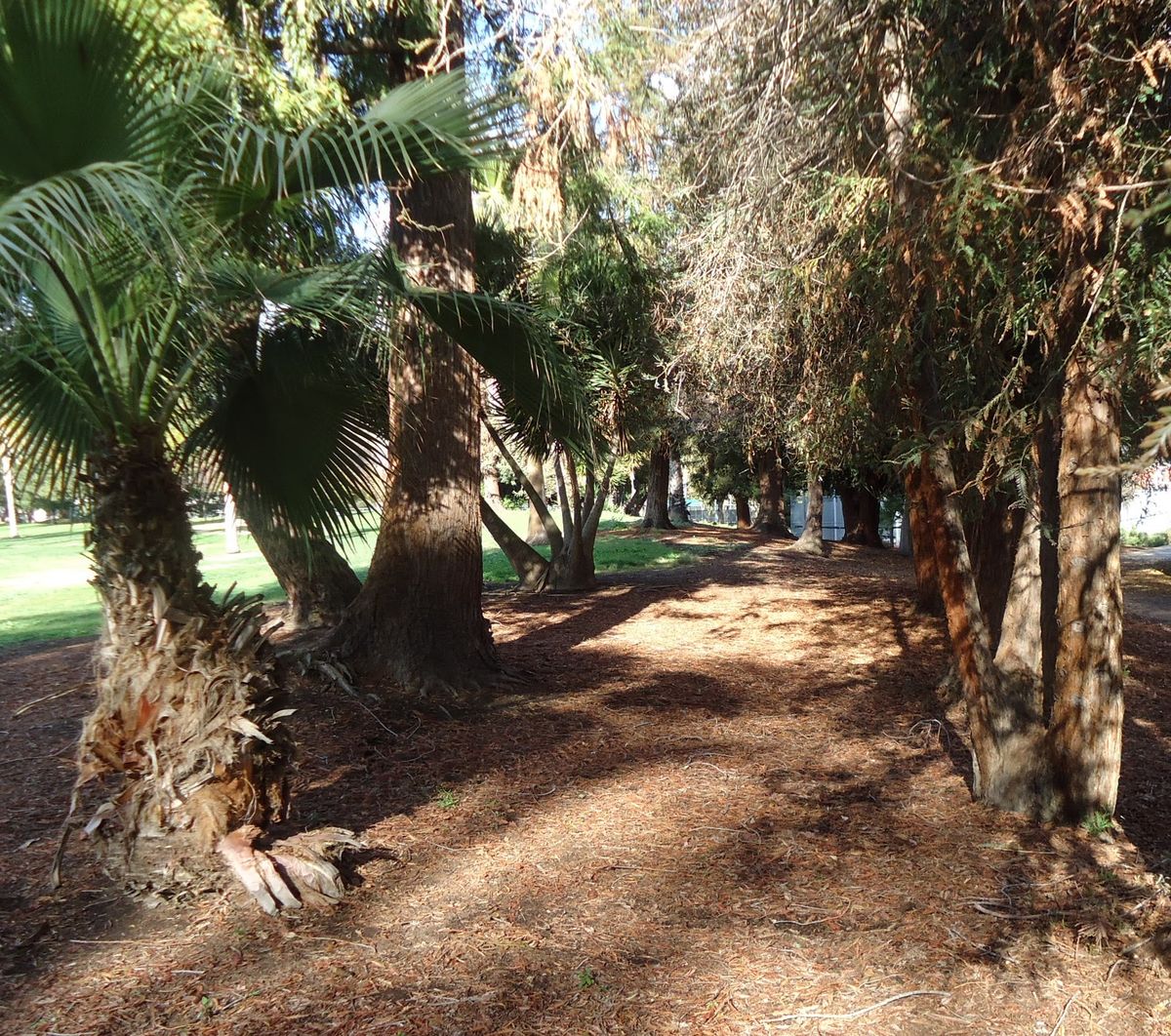 Palms and trees along a path in a Cupertino park